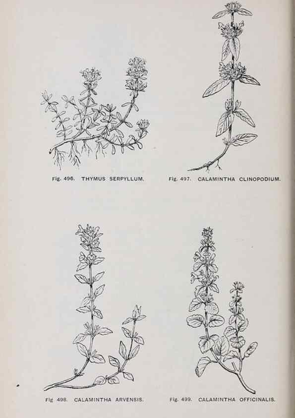 Reproducción/Reproduction 49743605712: The flora of the Liverpool district /. Liverpool :D. Marples & Co.,1902.. 
