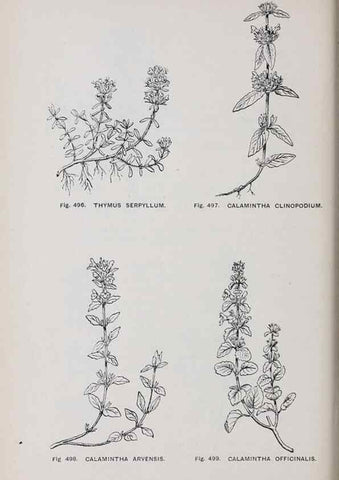 Reproducción/Reproduction 49743605712: The flora of the Liverpool district /. Liverpool :D. Marples & Co.,1902.. 