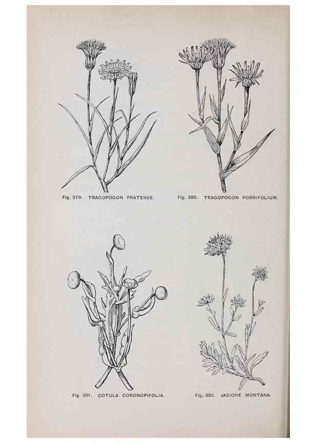 Reproducción/Reproduction 49743598307: The flora of the Liverpool district /. Liverpool :D. Marples & Co.,1902.. 