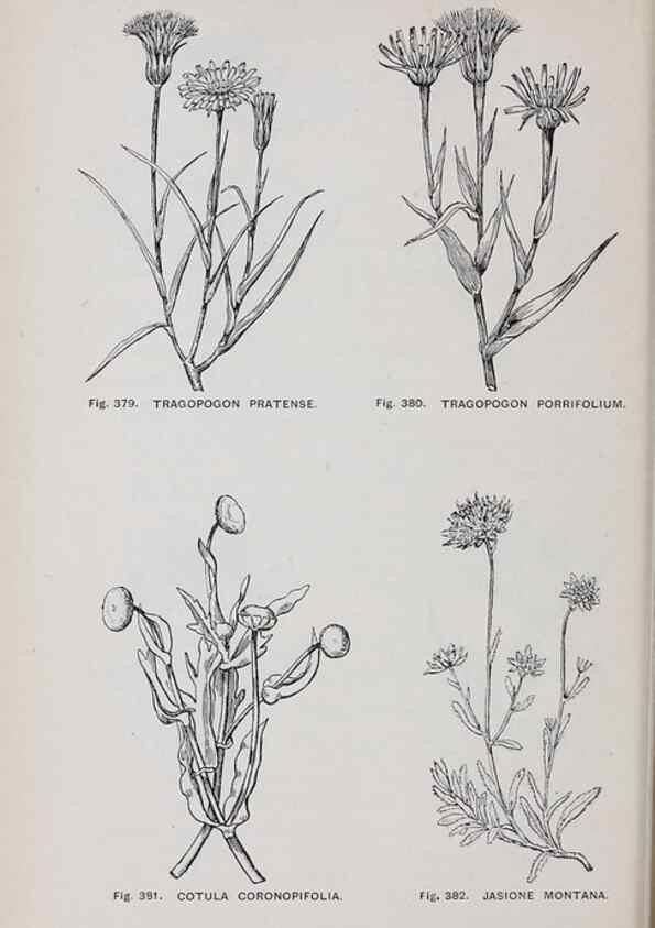 Reproducción/Reproduction 49743598307: The flora of the Liverpool district /. Liverpool :D. Marples & Co.,1902.. 