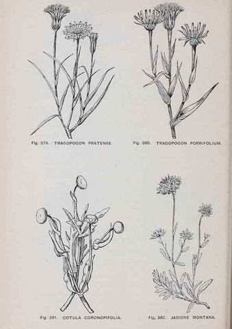 Reproducción/Reproduction 49743598307: The flora of the Liverpool district /. Liverpool :D. Marples & Co.,1902.. 