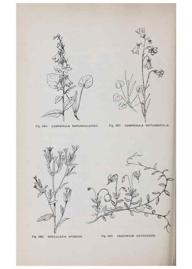Reproducción/Reproduction 49742728223: The flora of the Liverpool district /. Liverpool :D. Marples & Co.,1902.. 