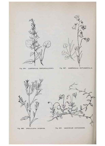 Reproducción/Reproduction 49742728223: The flora of the Liverpool district /. Liverpool :D. Marples & Co.,1902.. 