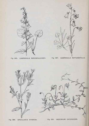 Reproducción/Reproduction 49742728223: The flora of the Liverpool district /. Liverpool :D. Marples & Co.,1902.. 