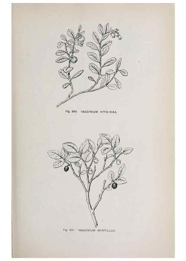 Reproducción/Reproduction 49743278076: The flora of the Liverpool district /. Liverpool :D. Marples & Co.,1902.. 