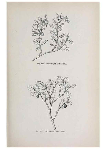 Reproducción/Reproduction 49743278076: The flora of the Liverpool district /. Liverpool :D. Marples & Co.,1902.. 