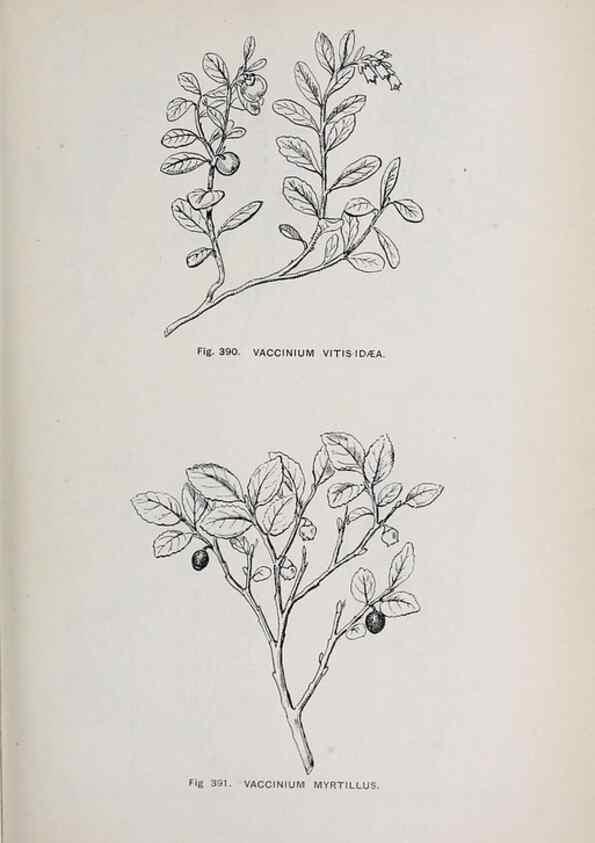 Reproducción/Reproduction 49743278076: The flora of the Liverpool district /. Liverpool :D. Marples & Co.,1902.. 