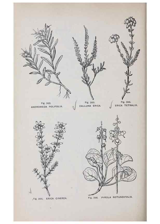 Reproducción/Reproduction 49743278391: The flora of the Liverpool district /. Liverpool :D. Marples & Co.,1902.. 