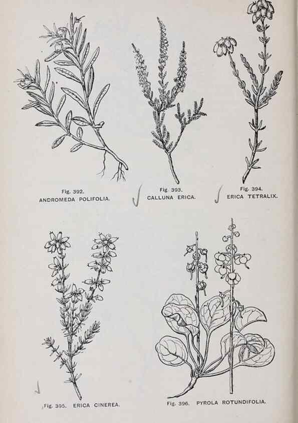 Reproducción/Reproduction 49743278391: The flora of the Liverpool district /. Liverpool :D. Marples & Co.,1902.. 