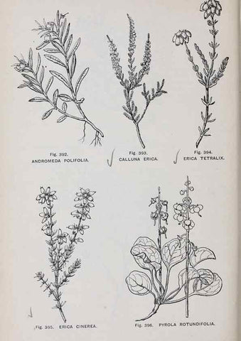 Reproducción/Reproduction 49743278391: The flora of the Liverpool district /. Liverpool :D. Marples & Co.,1902.. 