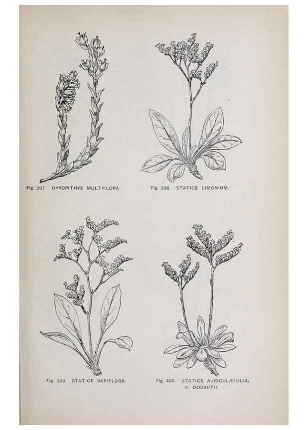Reproducción/Reproduction 49742729023: The flora of the Liverpool district /. Liverpool :D. Marples & Co.,1902.. 