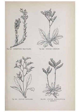 Reproducción/Reproduction 49742729023: The flora of the Liverpool district /. Liverpool :D. Marples & Co.,1902.. 