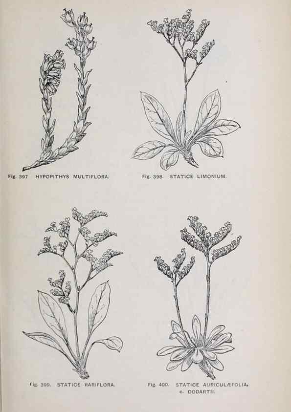 Reproducción/Reproduction 49742729023: The flora of the Liverpool district /. Liverpool :D. Marples & Co.,1902.. 