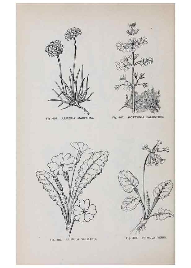 Reproducción/Reproduction 49742729338: The flora of the Liverpool district /. Liverpool :D. Marples & Co.,1902.. 