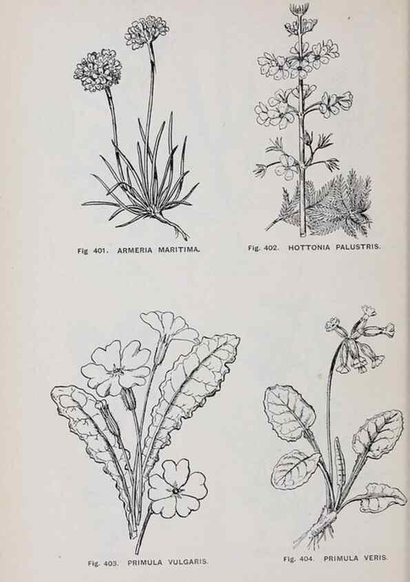 Reproducción/Reproduction 49742729338: The flora of the Liverpool district /. Liverpool :D. Marples & Co.,1902.. 