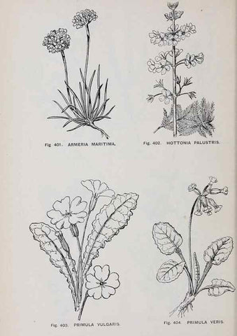 Reproducción/Reproduction 49742729338: The flora of the Liverpool district /. Liverpool :D. Marples & Co.,1902.. 