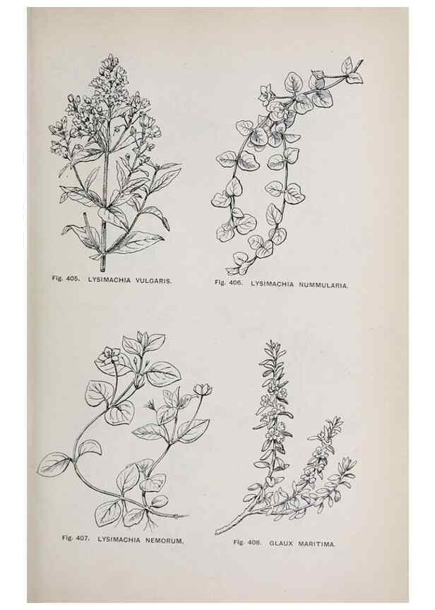 Reproducción/Reproduction 49743279156: The flora of the Liverpool district /. Liverpool :D. Marples & Co.,1902.. 