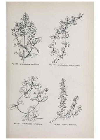 Reproducción/Reproduction 49743279156: The flora of the Liverpool district /. Liverpool :D. Marples & Co.,1902.. 