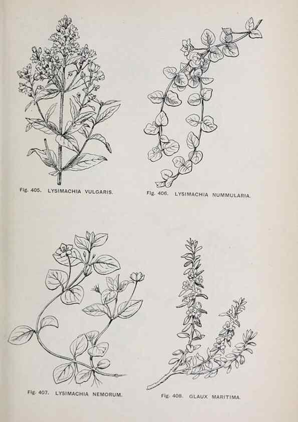 Reproducción/Reproduction 49743279156: The flora of the Liverpool district /. Liverpool :D. Marples & Co.,1902.. 
