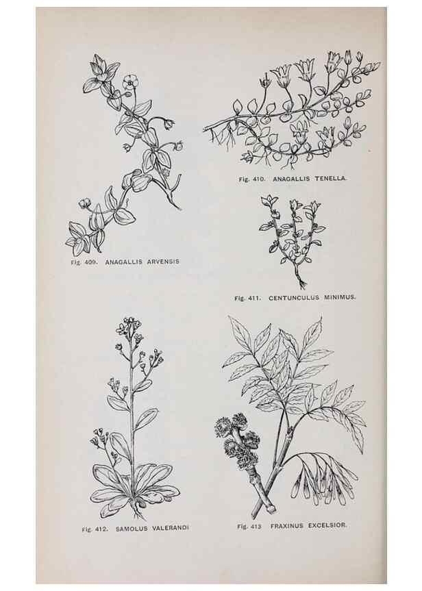 Reproducción/Reproduction 49743279446: The flora of the Liverpool district /. Liverpool :D. Marples & Co.,1902.. 