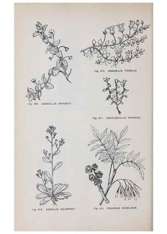 Reproducción/Reproduction 49743279446: The flora of the Liverpool district /. Liverpool :D. Marples & Co.,1902.. 