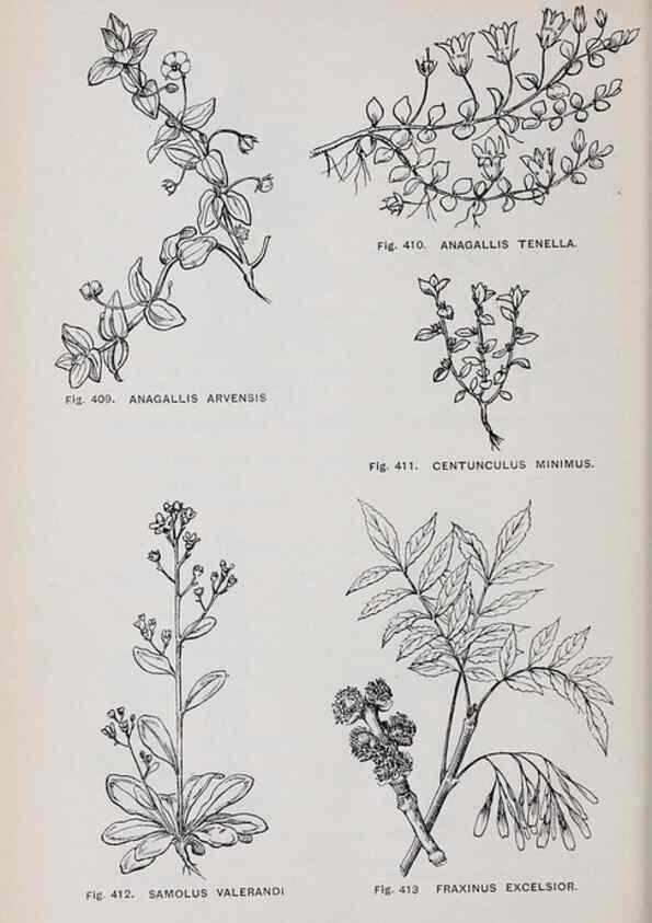 Reproducción/Reproduction 49743279446: The flora of the Liverpool district /. Liverpool :D. Marples & Co.,1902.. 