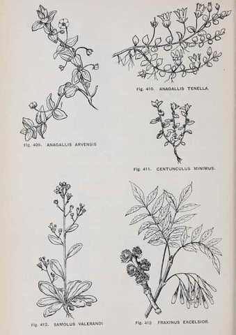 Reproducción/Reproduction 49743279446: The flora of the Liverpool district /. Liverpool :D. Marples & Co.,1902.. 