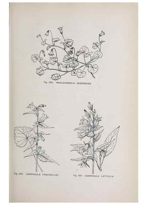 Reproducción/Reproduction 49743598562: The flora of the Liverpool district /. Liverpool :D. Marples & Co.,1902.. 