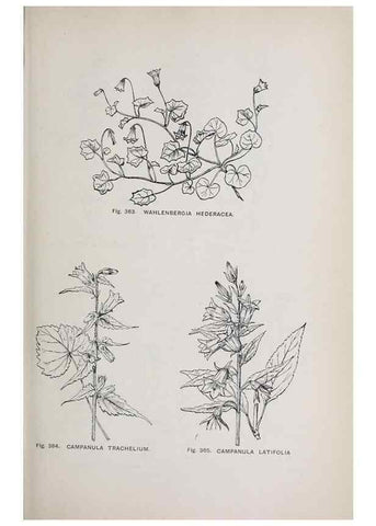 Reproducción/Reproduction 49743598562: The flora of the Liverpool district /. Liverpool :D. Marples & Co.,1902.. 