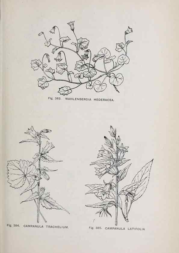 Reproducción/Reproduction 49743598562: The flora of the Liverpool district /. Liverpool :D. Marples & Co.,1902.. 