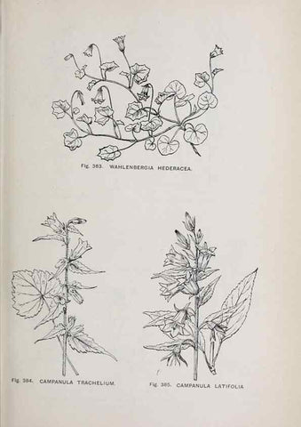 Reproducción/Reproduction 49743598562: The flora of the Liverpool district /. Liverpool :D. Marples & Co.,1902.. 