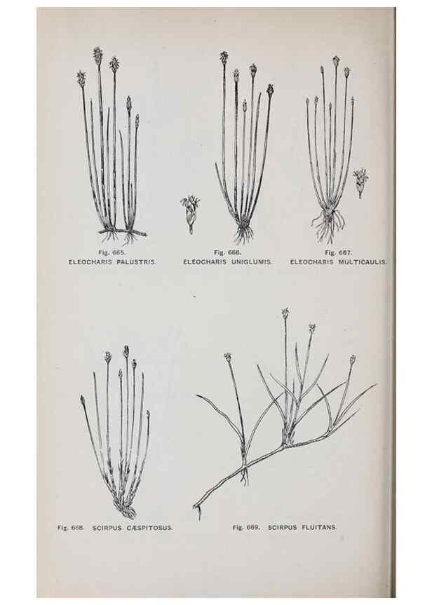 Reproducción/Reproduction 49742747468: The flora of the Liverpool district /. Liverpool :D. Marples & Co.,1902.. 
