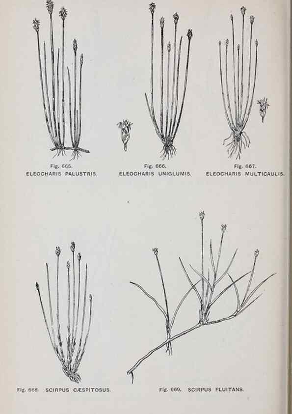 Reproducción/Reproduction 49742747468: The flora of the Liverpool district /. Liverpool :D. Marples & Co.,1902.. 