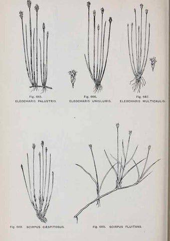 Reproducción/Reproduction 49742747468: The flora of the Liverpool district /. Liverpool :D. Marples & Co.,1902.. 