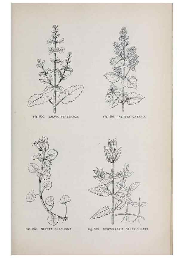 Reproducción/Reproduction 49742735543: The flora of the Liverpool district /. Liverpool :D. Marples & Co.,1902.. 