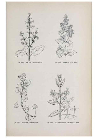 Reproducción/Reproduction 49742735543: The flora of the Liverpool district /. Liverpool :D. Marples & Co.,1902.. 