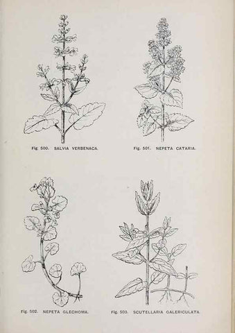 Reproducción/Reproduction 49742735543: The flora of the Liverpool district /. Liverpool :D. Marples & Co.,1902.. 