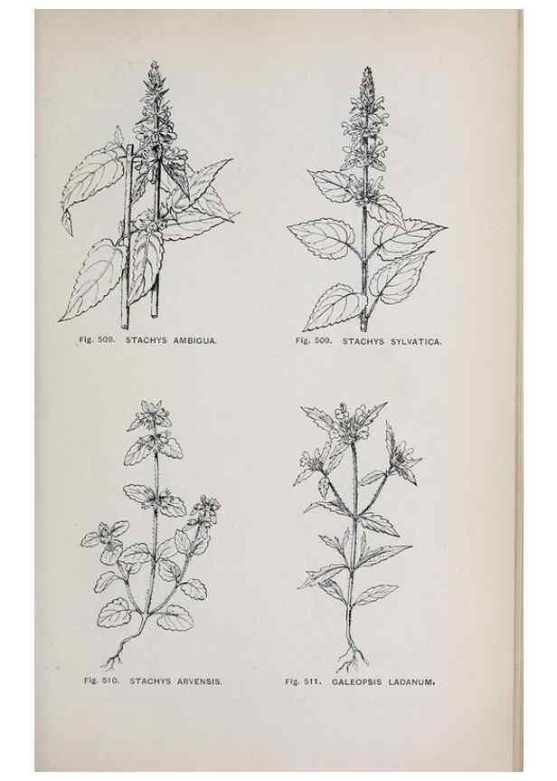 Reproducción/Reproduction 49743606502: The flora of the Liverpool district /. Liverpool :D. Marples & Co.,1902.. 