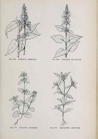 Reproducción/Reproduction 49743606502: The flora of the Liverpool district /. Liverpool :D. Marples & Co.,1902.. 