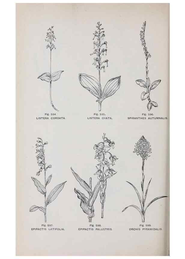 Reproducción/Reproduction 49743292056: The flora of the Liverpool district /. Liverpool :D. Marples & Co.,1902.. 
