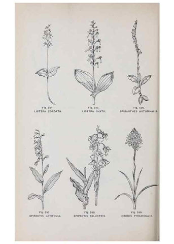 Reproducción/Reproduction 49743292056: The flora of the Liverpool district /. Liverpool :D. Marples & Co.,1902.. 