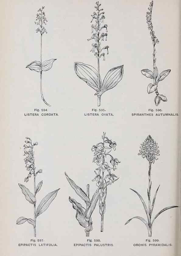Reproducción/Reproduction 49743292056: The flora of the Liverpool district /. Liverpool :D. Marples & Co.,1902.. 