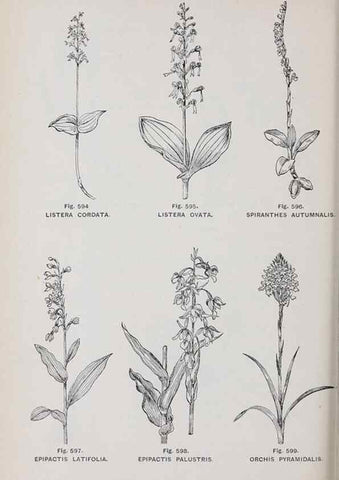 Reproducción/Reproduction 49743292056: The flora of the Liverpool district /. Liverpool :D. Marples & Co.,1902.. 