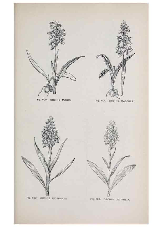 Reproducción/Reproduction 49742742858: The flora of the Liverpool district /. Liverpool :D. Marples & Co.,1902.. 