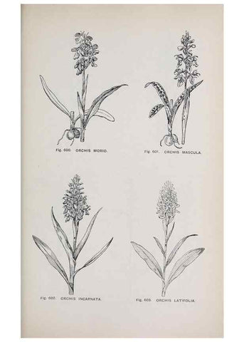 Reproducción/Reproduction 49742742858: The flora of the Liverpool district /. Liverpool :D. Marples & Co.,1902.. 