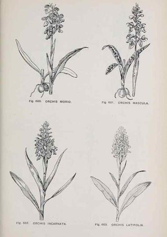 Reproducción/Reproduction 49742742858: The flora of the Liverpool district /. Liverpool :D. Marples & Co.,1902.. 