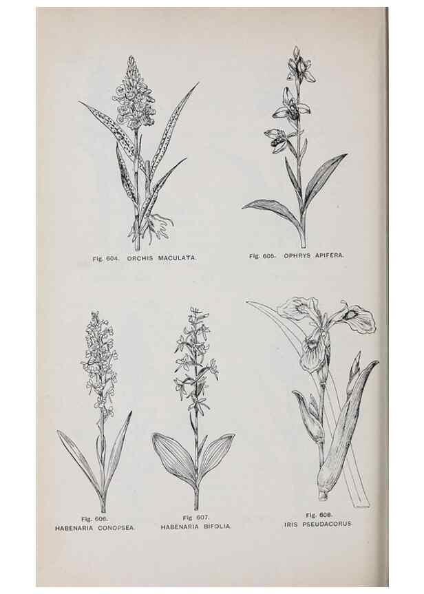 Reproducción/Reproduction 49742743103: The flora of the Liverpool district /. Liverpool :D. Marples & Co.,1902.. 