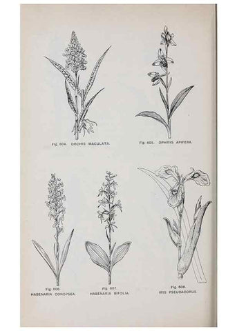 Reproducción/Reproduction 49742743103: The flora of the Liverpool district /. Liverpool :D. Marples & Co.,1902.. 