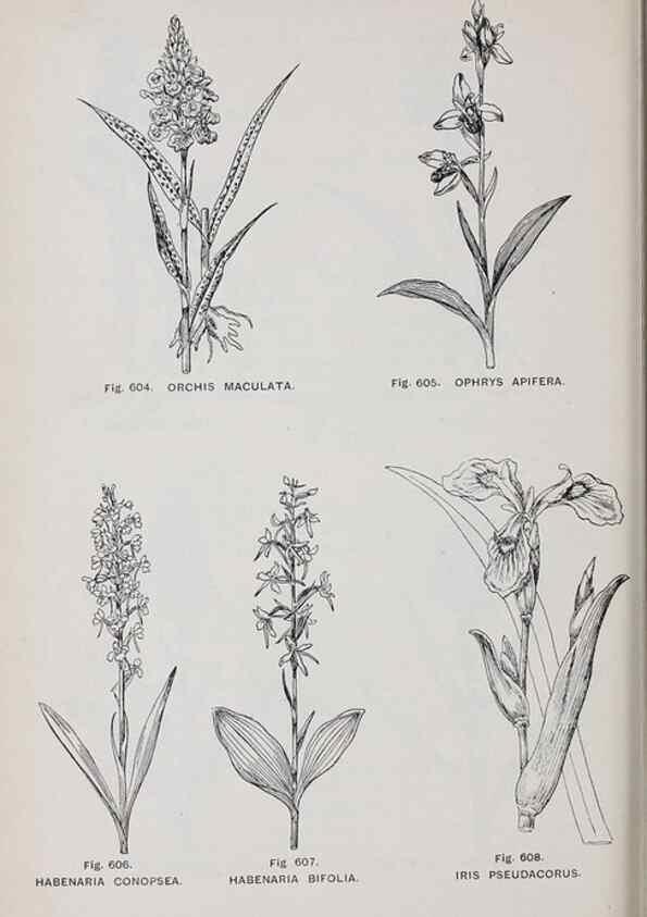 Reproducción/Reproduction 49742743103: The flora of the Liverpool district /. Liverpool :D. Marples & Co.,1902.. 