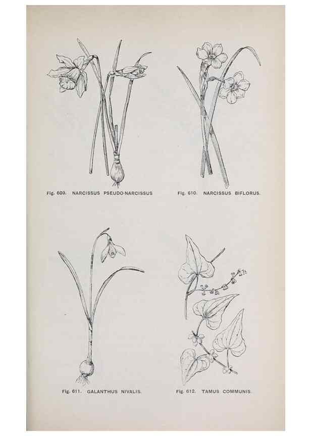 Reproducción/Reproduction 49743292866: The flora of the Liverpool district /. Liverpool :D. Marples & Co.,1902.. 